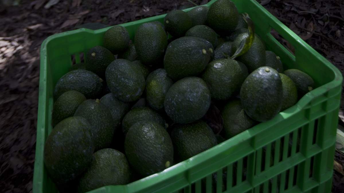 FGR recibió dos denuncias por el robo de más de 40 toneladas de aguacate
