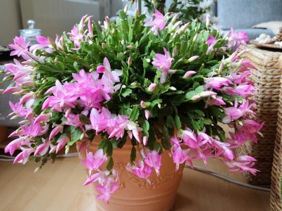 Cómo cuidar el cactus de Navidad para que dé las flores más hermosas