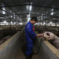 Descubren en China nuevo virus de gripe porcina con potencial de pandemia