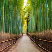 Los bosques de Japón, un destino ideal para el turismo de naturaleza
