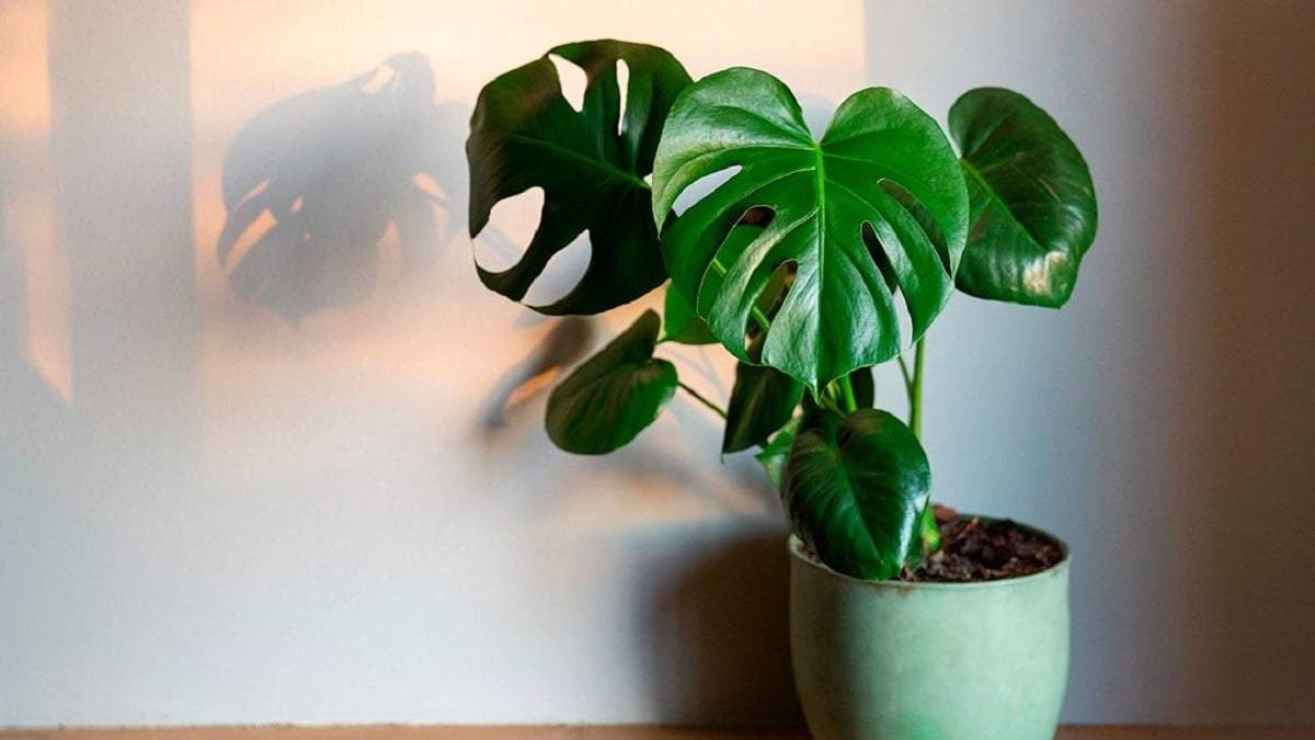 Plantas resistentes. Fuente: (X)