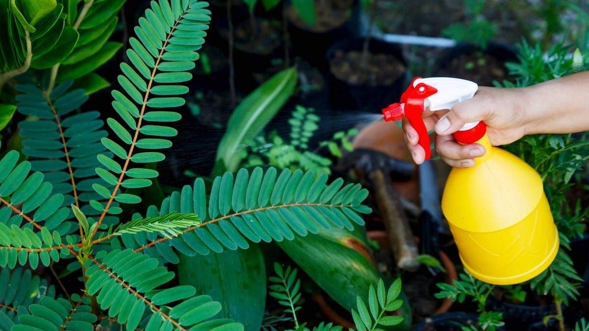 Plantas. Fuente: (Instagram)