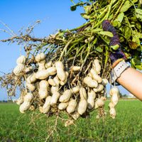 El secreto que los jardineros ocultan para cultivar maní en maceta en poco tiempo: tomá nota