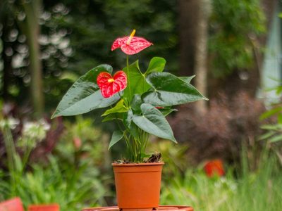 Anturio rojo: los trucos para hacer que esta exótica planta de interior se llene de flores