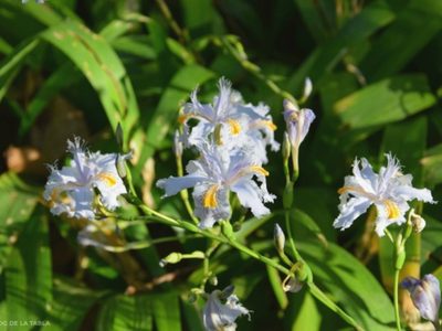 Iris Japonica, la planta pariente de las orquídeas que es perfecta para engalanar tu jardín: así podés cuidarla