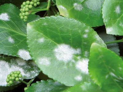 Si la lluvia llenó tus plantas de manchas blancas, no te asustes: así podés recuperarlas con solo 1 ingrediente