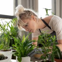 Las plantas de bajo mantenimiento más fáciles de multiplicar y hermosas para decorar espacios pequeños