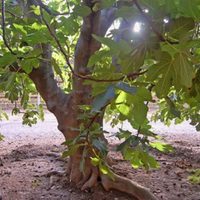 Sumá una higuera a tu jardín: una planta fácil que te da sombra, higos y vida silvestre