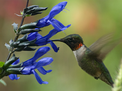 3 plantas bellas y floridas que atraerán a los colibríes a tu jardín