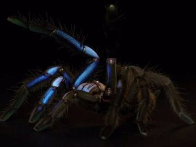 Nueva especie de tarántula azul eléctrico, un color raro en animales