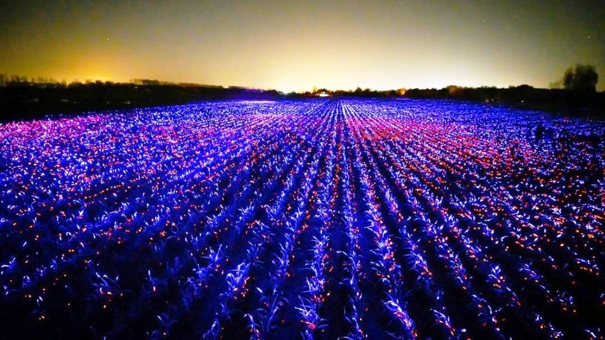Luz y biología para crear arte sustentable. Fuente: (Instagram)