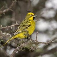 Curiosidades sobre el cardenal amarillo: el ave que enamora a sus parejas con su canto y simboliza éxito y abundancia