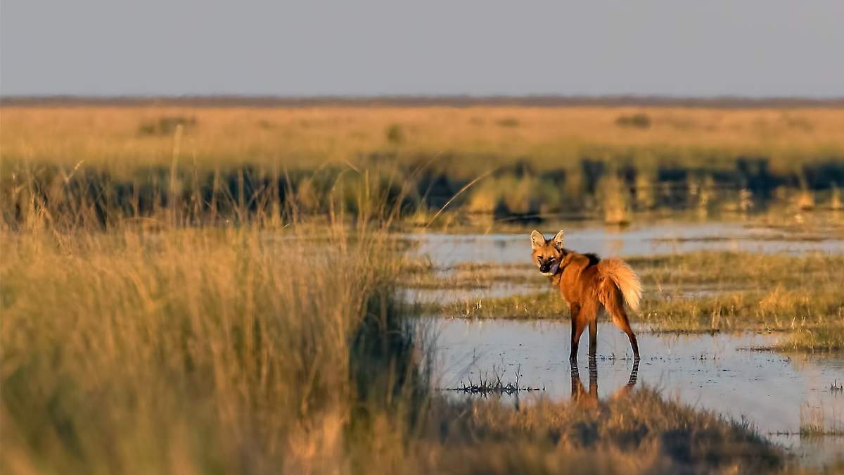 Buscan proteger con una ley al aguará guazú. Fuente: (Instagram)