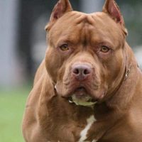 El propietario de un pitbull tendrá que pagar una multa por el mal comportamiento del perro