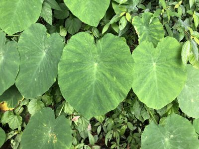 La planta de hojas XXL que sobrevive en macetas o estanques y casi no necesita mantenimiento