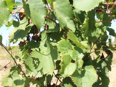 Nace el primer vino en el Norte de la provincia de La Pampa