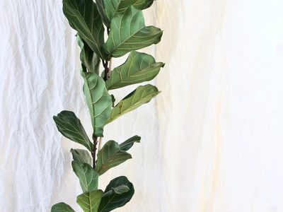 3 plantas de interior que quedan perfectas en las esquinas de la casa