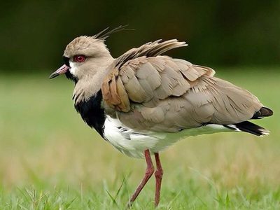 Curiosidades del tero: el guardián más ruidoso y astuto de los campos argentinos que también vemos en Buenos Aires