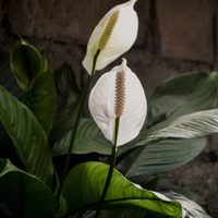 El secreto de los jardineros para rescatar tu planta Lirio de la paz o Espatifilo si tiene las raíces podridas
