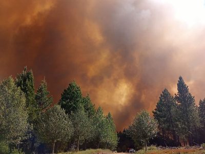 Incendio forestal en Aluminé: ya afectó a tres mil hectáreas del bosque nativo