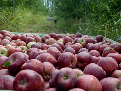 Buscan darle valor agregado a subproductos de la industria de los jugos