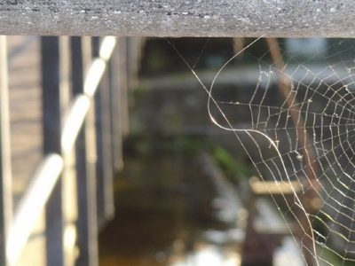 Truco casero y efectivo para alejar las arañas del hogar y evitar las telarañas para siempre