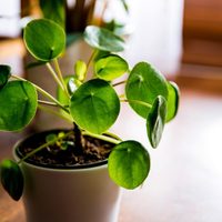 La planta china de la suerte que no puede faltar en tu casa si querés atraer el dinero: cómo cuidarla