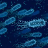 La resistencia microbiana, problema a futuro para atenderse ya