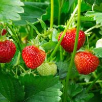 2 secretos súper útiles para sembrar tu planta de Frutilla y que crezca sana y dé muchos frutos