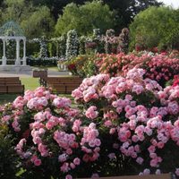 La poderosa planta cuyas hermosas flores son ideales para calmar y rejuvenecer la piel
