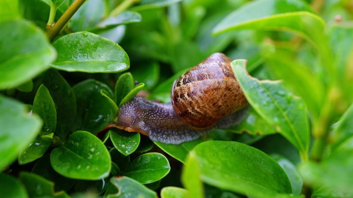 Caracol. Fuente: (Instagram)