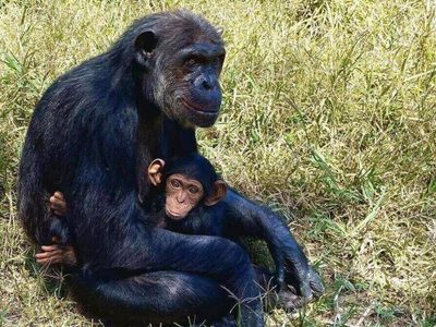 El corazón marcó diferencias entre la evolución de humanos y simios