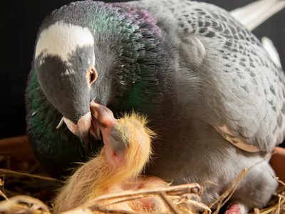 Qué significa que una paloma haga nido en tu casa