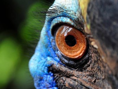 Curiosidades del Casuario: el ave que no vuela y que es considerada la más peligrosa del mundo
