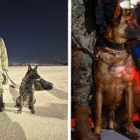 Proteo, uno de los perros rescatistas de la Sedena murió en Turquía