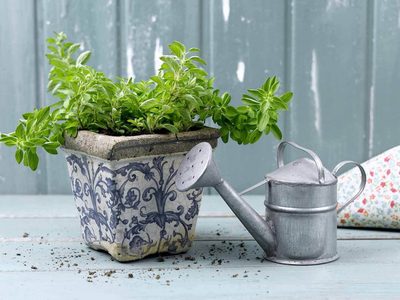 La planta famosa en la cocina, de bajo mantenimiento, que esconde poderosos beneficios para tu salud y el hogar