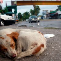 México encabeza lista de abandono de perros y gatos en América Latina