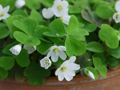 La planta que crece como maleza en tu jardín y puede reemplazar perfectamente al limón