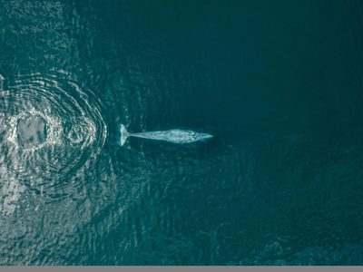 Denuncian riesgo para ballenas por proyecto de CFE en BC Sur