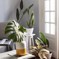 Hermosas y resistentes: las 6 plantas de interior que crecen sin la luz del sol