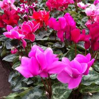 En estos meses de frío, vas a amar tener esta planta de invierno con las flores más lindas