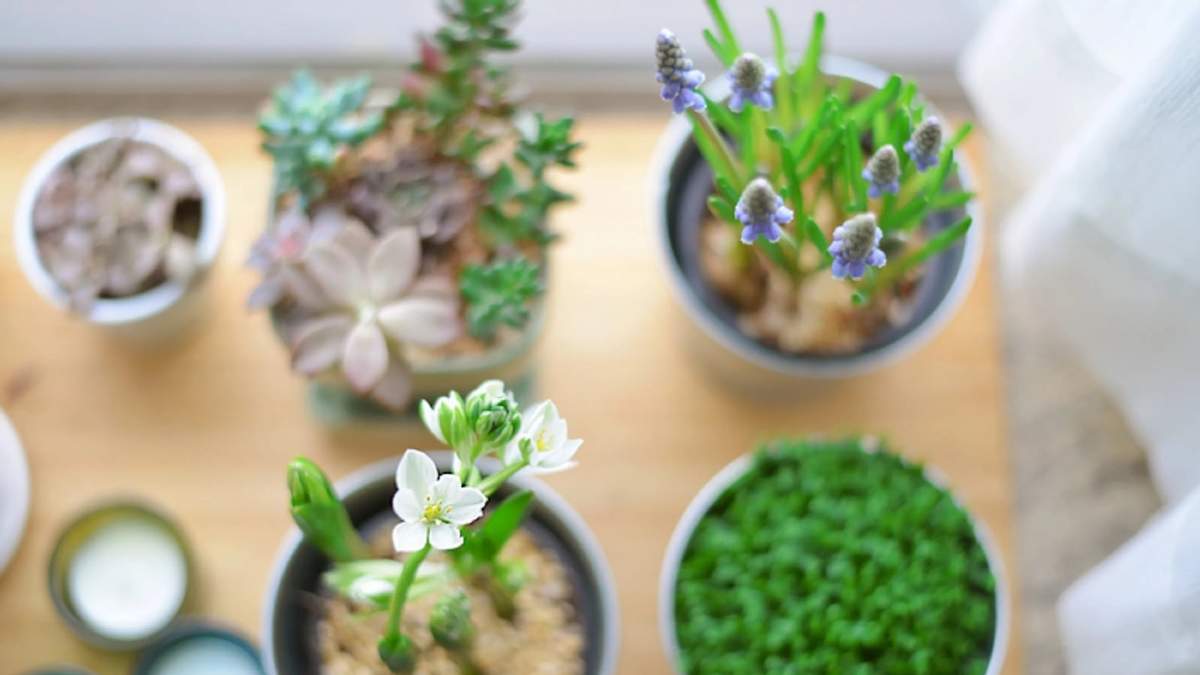 Plantas. Fuente: (Instagram)