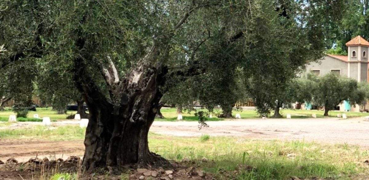 Olivo premiado en Mendoza. Fuente: (Instagram)