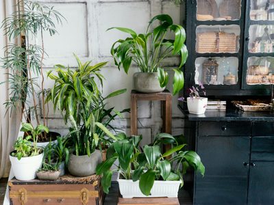 La poderosa planta que con solo olerla incrementa la memoria en un 75 %