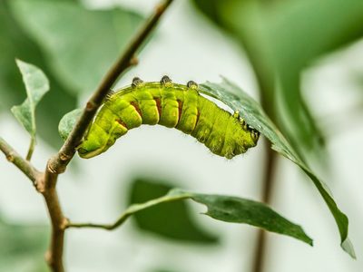 Curiosidades sobre las orugas: el insecto que parece inofensivo, pero es un verdadero dolor de cabeza para tu jardín
