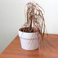 No vale la pena el esfuerzo: 5 plantas imposibles de mantener con vida