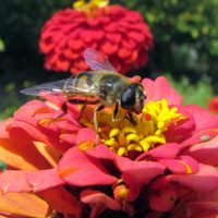 Los insectos que no tenés que ahuyentar de tu jardín si querés una huerta sana y hermosa
