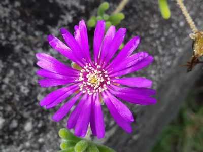 La planta colgante que necesita poca agua y regala sus mejores flores en primavera-verano