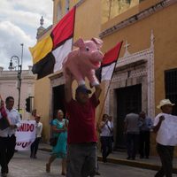 SCJN confirma suspensión definitiva de las operaciones de granja porcina en Yucatán