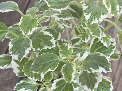 La planta que disipa la tristeza y llena de paz el hogar: cómo crear una loción para rociar en todos tus espacios